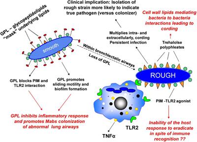 Mycobacterium abscessus: Shapeshifter of the Mycobacterial World